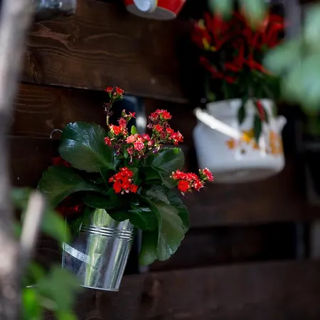 Aga Nemira * أوميس